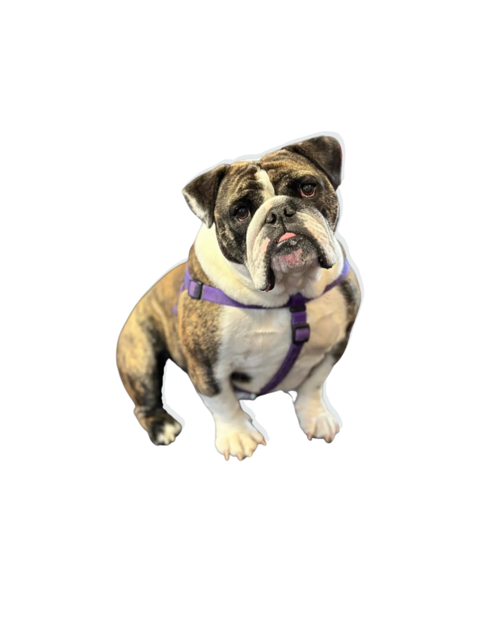 Strudel the bulldog